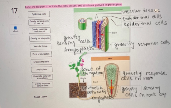 Label the diagram to indicate the cells, tissues, and structures involved in gravitropism Epidermal cels vascular tissue -end