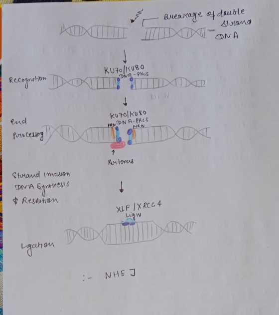 Buecurage of double strand ARXIU IIDXXI ONA Recognition Recognition KU70/8080 DNA-PRUS OXIT ILLA XD MT and processing Ku70/Ku