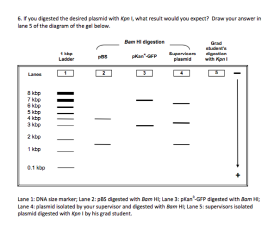 6. If you digested the desired plasmid with Kpn I, what result would you expect? Draw your answer in lane 5 of the diagram of