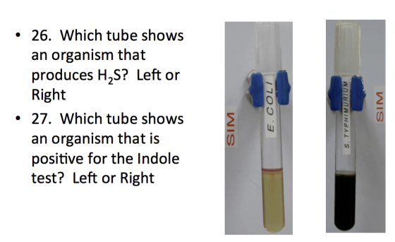 • 26. Which tube shows an organism that produces H2S? Left or Right • 27. Which tube shows an organism that is positive for t