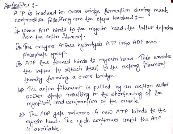 3 Answer:- ATP is involved in Cross bridge formation during musch contraction. Following are the steps involved ; - & When AT