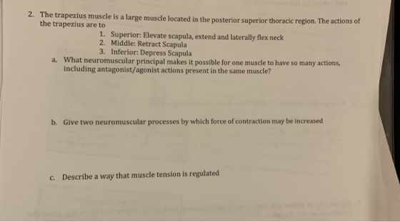 2. The trapezius muscle is a large muscle located in the posterior superior thoracic region. The actions of the trapezius are