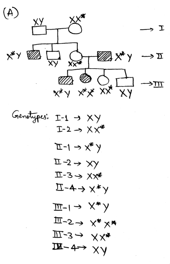 끄 ry犬犬 Gentra. 1-1 →