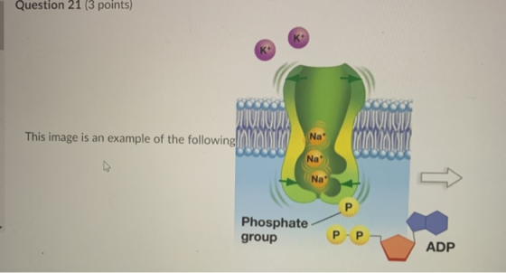 Question 21 (3 points) This image is an example of the following Na Phosphate group PP2 ADP