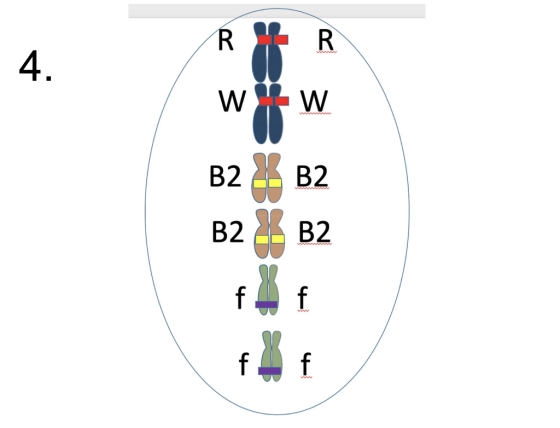 R R 4. w W B:333 B2 B2 B2 4 f f 4-