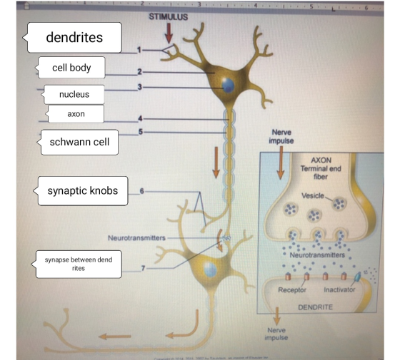 STIMULUS dendrites cell body nucleus axon Nerve impulse schwann cell AXON Terminal end fiber synaptic knobs Vesicle Neurotran