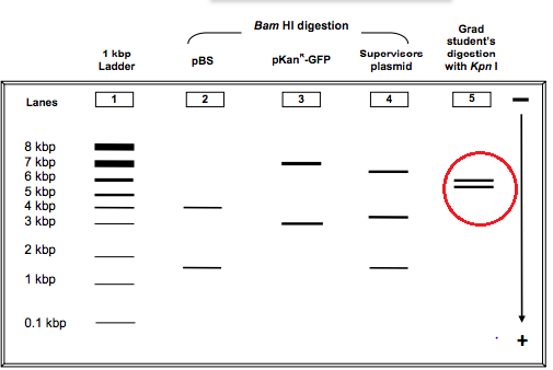 Bam HI digestion Grad students digostion with KpnI 1 kbp Ladder PBS pkan GFP Supervisore plasmid Lanes 3 4 5 - 8 kbp 7 kbp