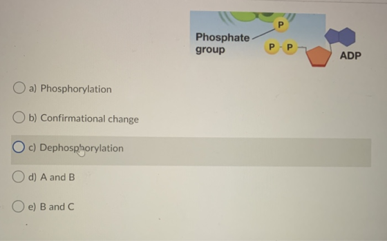 Phosphate group P- P7 ADP Oa) Phosphorylation Ob) Confirmational change O c) Dephosphorylation O d) A and B Oe) B and C