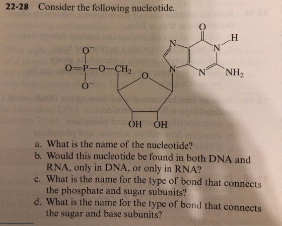 22-28 Consider the following nucleotide. Sodobno bilololle H ON on | 0-P-0-CH2 O N N CNH, bring on Ch o osion obi D DO D olab