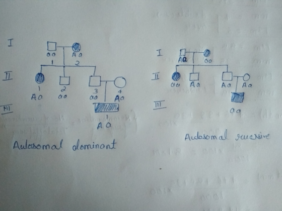4. Ao Aa 11 A a Audosomal sueNive Aulesomal olominont