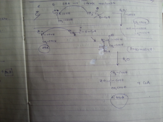 COOH 3 h coo係 chn n-term ediat) Co C-Co0H tbrat