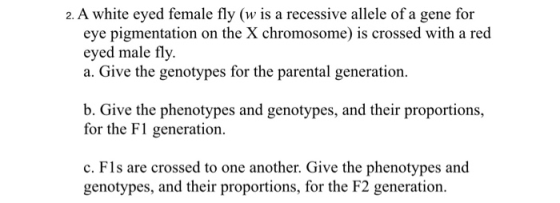 2. A white eyed female fly (w is a recessive allele of a gene for eye pigmentation on the X chromosome) is crossed with a red