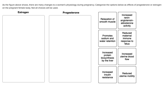 As the figure above shows, there are many changes to a womans physiology during pregnancy. Categorize the options below as e