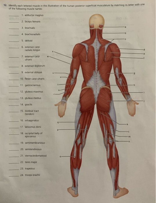 12. Identify each lettered muscle in this illustration of the human posterior superficial musculature by matching its letter