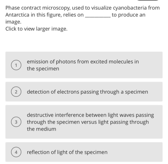 Phase Contract Microscopy Used To Visualize Cyanobacteria From 