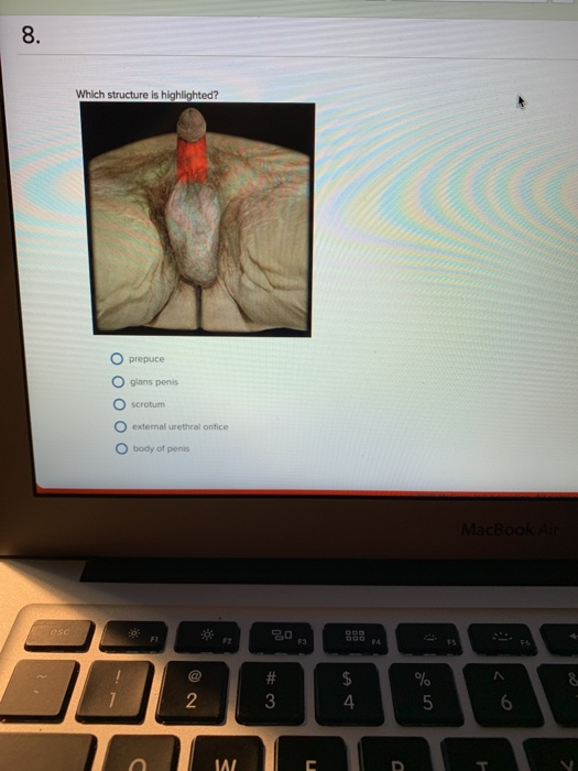 8A Which structure is highlighted? O prepuce O glans penis scrotum O external urethral onifice O body of penis MacBook A esc