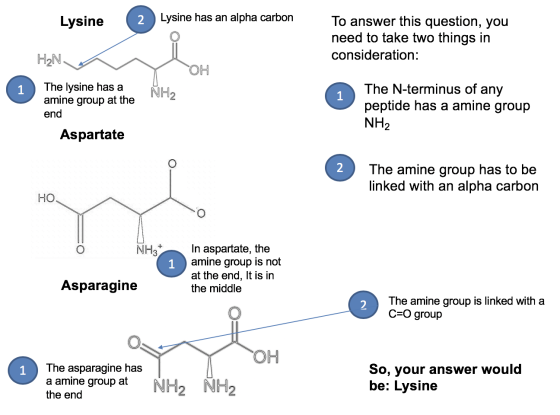 Lysine 2 Lysine has an alpha carbon To answer this question, you need to take two things in consideration: H2N OH 1 The lysin