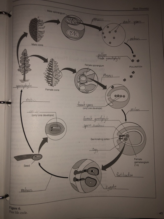Plant Diversity Male sprangum SON pollen nule gameplate NNN Female sporangium POLLINATION ABORE Messes sporophyte Female Cone