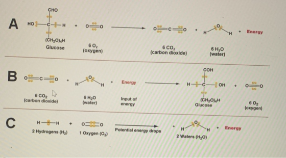 CHO HOCH + 0 + Energy (CH2O) Glucose 60, (oxygen) 6 CO, (carbon dioxide) 6 H,0 (water) сон Bosco Energy H HC-OH00 6 Co, (carb