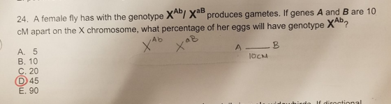 24, A female fly has with the genotype XAb/Хав cM apart on the X produces gametes. If genes A and B are 10 chromosome, what percentage of her eggs will have genotype XAD? A. 5 B. 10 C. 20 D45 E. 90