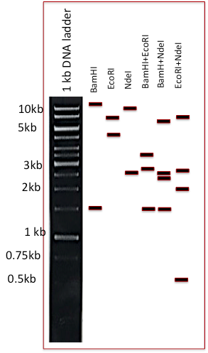 0.5kb 0.75 kb 2 kb 1 kb 5kb 3kb 10kb 1 kb DNA ladder I BamHI EcoRI Ndel BamHl+EcoRI BamH+Ndel TI EcoRI+Ndel