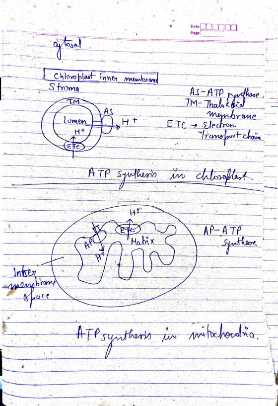 Date Page aj tosal Chloroplast inner membrand Stroma synthese IM AS AS-ATP TM-Thalkbil membrane ETC Electron Lumen HT H+ Tran