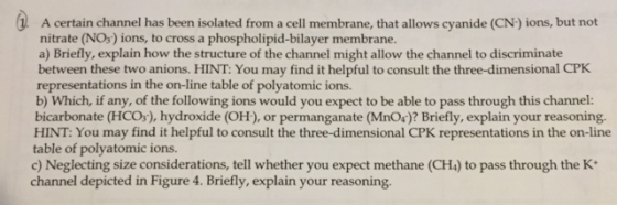Image for A certain channel has been isolated from a cell membrane, that allows cyanide (CN-) ions, but not nitrate (NO3