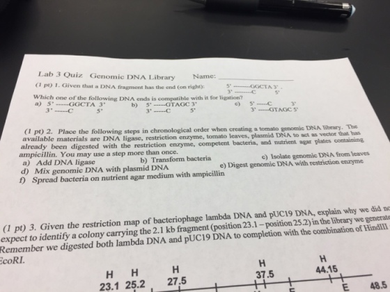 Given that a DNA fragment law the end (on right):