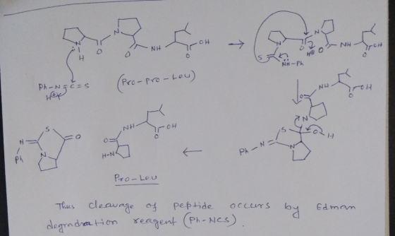 -> 1 NH NH -Ph Ph-N C=S Pro-Pro-Leu) NH. H-N Pro-Leu Thus cleavage of peptide Occurs degradha tHon rengent (Ph-NCs)