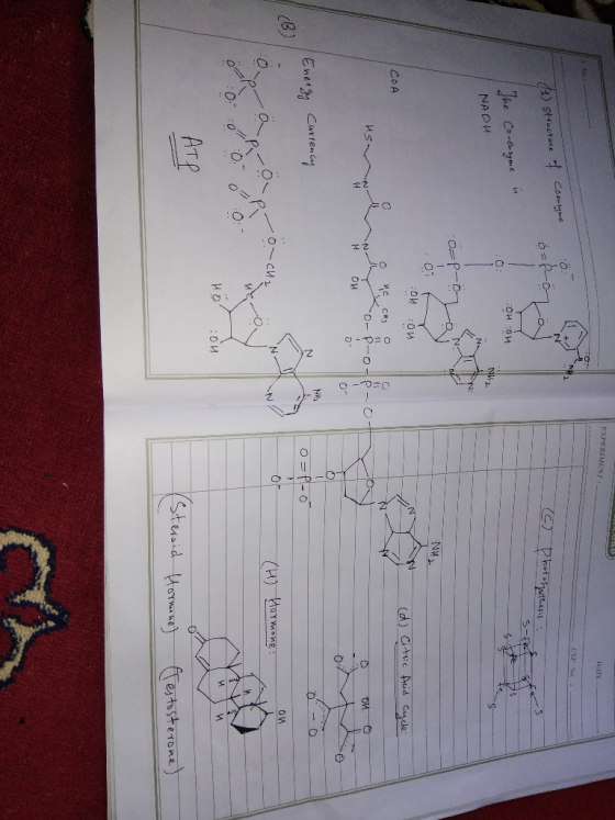 EXPERIMENT DATE: EXINO. . Coenzyme (1) Structure of o poza Ce photosynthesis S-FRA in OH OH the co-enzyme NADH. o-proza NU :,