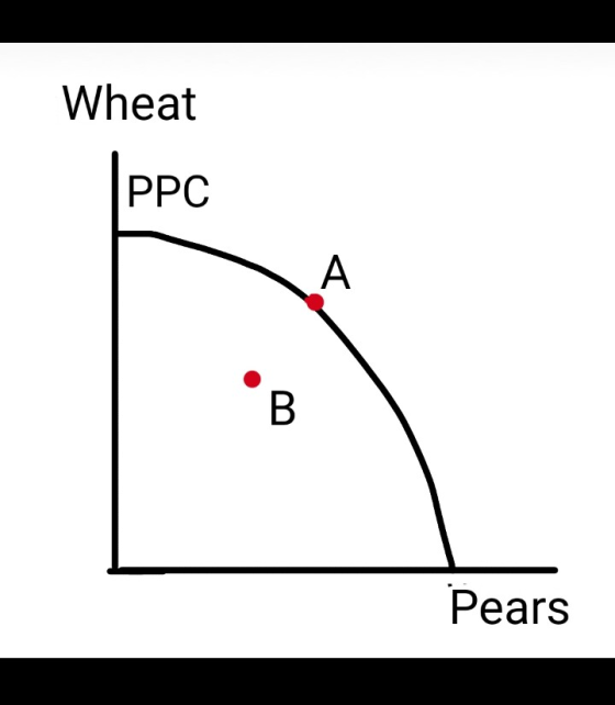 Wheat PPC Pears
