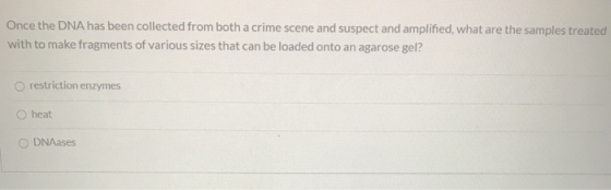 Once the DNA has been collected from both a crime scene and suspect and amplified, what are the samples treated with to make