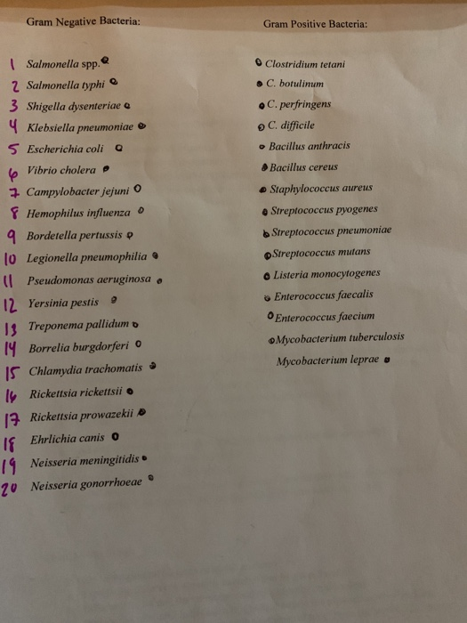 Gram Negative Bacteria: Gram Positive Bacteria: Clostridium tetani . C. botulinum C. perfringens C. difficile Bacillus anthra