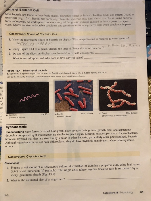 elfy the nape of Bacterial Cell Most bacteria are found in three basic shapes shiritum spiral os helical), bacillus (rod), an