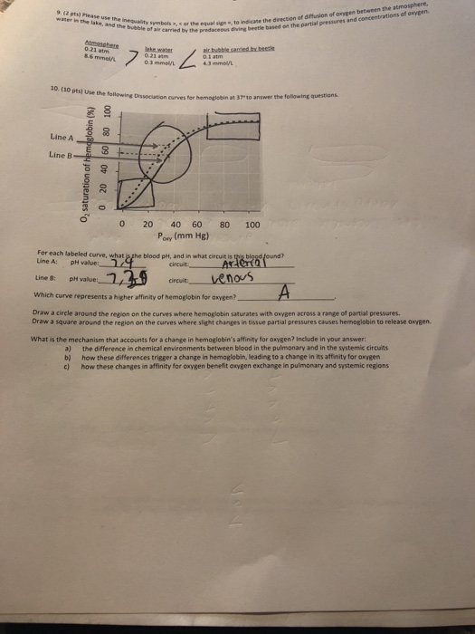 ign , to indicane the direction of diffusion of axygen between the atmosphere predaceous diving beetle based on the partial pressures and concentrations of oxyeen. 9. (2 pts) Please eande in esueit eyr earied b the the lake, and the inequality symbels,c or the equal the bubble of air carried by the 8.6 mmal 0.3 mmel/L 43 mmol/ 10 (10 pts) Use the following Dissociation curves fer hemogjebin at 37°to answer the following questions Line Af Line B 0 20 40 60 80 100 Pony (mm Hg) For each labeled Treblood peandinwhatcircuit renom what curve, what js ghe blood ph, and in what circuit is this biged found? Line A: pH value: Line B: pH value: Which Draw a circle around the region on the curves where hemoglobin saturates with oxygen across a range of partial pressares circuit curve represents a higher affinity of hemoglobin for oxygen? Draw a square around the region on the curves where slight changes in tissue partial pressures causes hemoglobin to release oxygen. What is the mechanism that accounts for a change in hemoglobins affinity for oxygen? Include in your answer: a) b) c) the difference in chemical environments between blood in the pulmonary and in the systemic circuits how these differences trigger a change in hemoglobin, leading to a change in its affinity for oxygen how these changes in affinity for oxygen benefit oxygen exchange in pulmonary and systemic regions