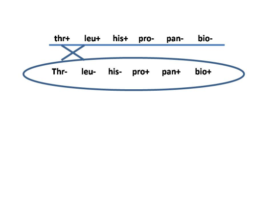 thr+ leu+ his+ pro- pan- bio- Thr- leu- his- pro+ pan+ bio+