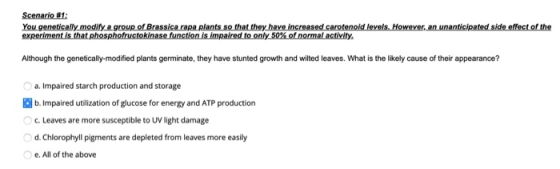 Scenario #1: You genetically modify a group of Brassica rapa plants so that they have increased carotenoid levels. However, a