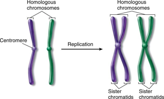 Homologous chromosomes Homologous chromosomes Centromere Replication Sister Sister chromatids chromatids