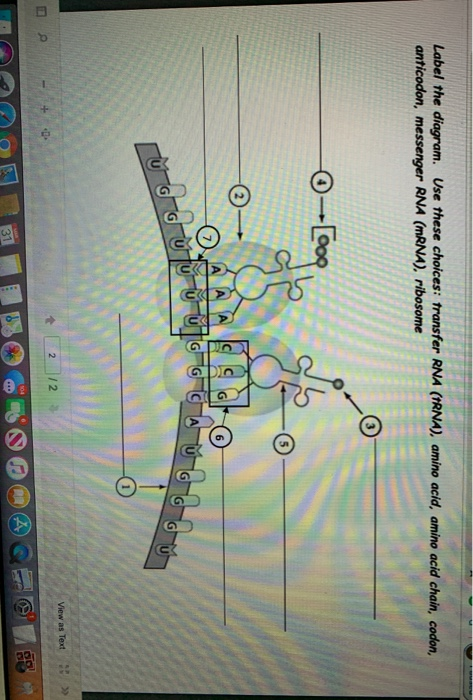 Label the diagram. Use these choices: transfer RNA (TRNA), amino acid, amino acid chain, codon, anticodon, messenger RNA (MRN