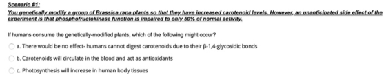 Scenario #1: You genetically modify a group of Brassica rapa plants so that they have increased carotenoid levels. However, a