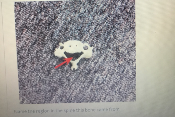 o Name the region in the spine this bone came from