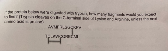 If the protein below were digested with trypsin, how many fragments would you expect to find? (Trypsin cleaves on the C-termi