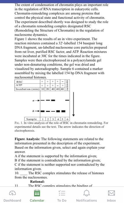 The extent of condensation of chromatin plays an important role in the regulation of RNA transcription in eukaryotic cells. C