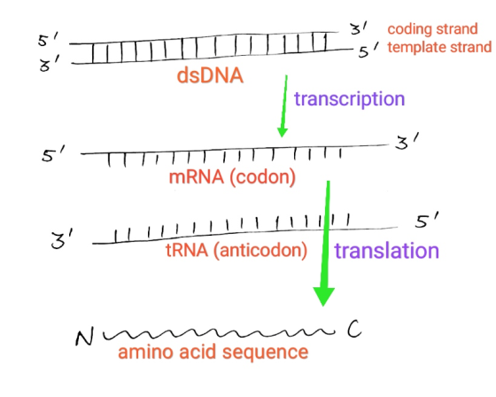 5 T - 3! coding strand IITINI 5) template strand dsDNA transcription 5 TITTITUUT mRNA (codon) 51 3 LIII!!!!!!!!!! ERNA (anti