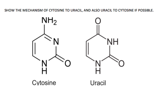 SHOW THE MECHANISM OF CYTOSINE TO URACIL, AND ALSO URACIL TO CYTOSINE IF POSSIBLE. NH2 NH Cytosine Uracil