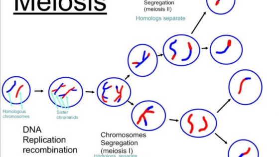IVICIOS Segregation (meiosis II) Homologs separate 3) Ol Fy Homologous Sister chromosomes chromatids DNA Replication recombin