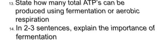 13. State how many total ATPs can be produced using fermentation or aerobic respiration 14. In 2-3 sentences, explain the im
