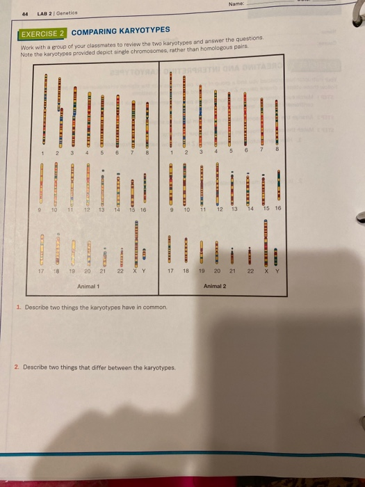 44 LAB 2 Genetics EXERCISE 2 COMPARING KARYOTYPES Work with a group of your classmates to review the two karyotypes and answe