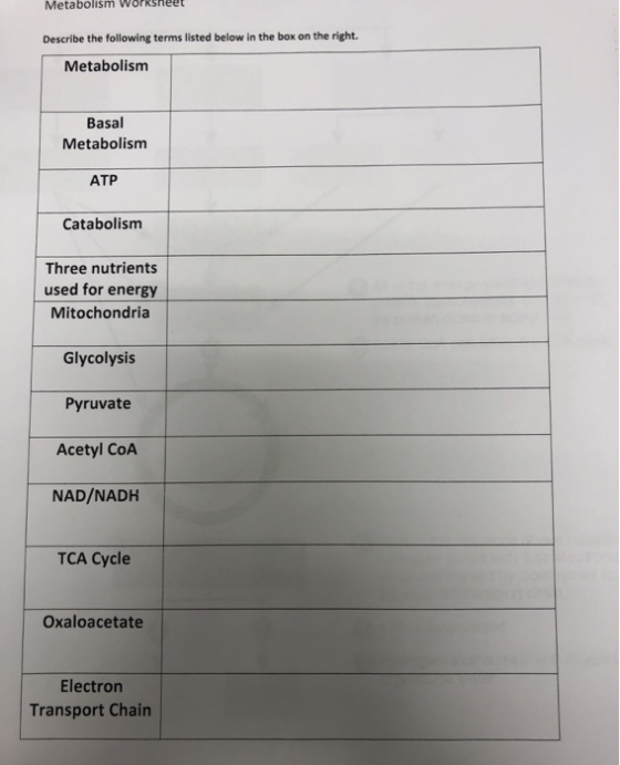 Metabolism Worksheet Describe the following terms listed below in the box on the right. Metabolism Basal Metabolism ATP Catab