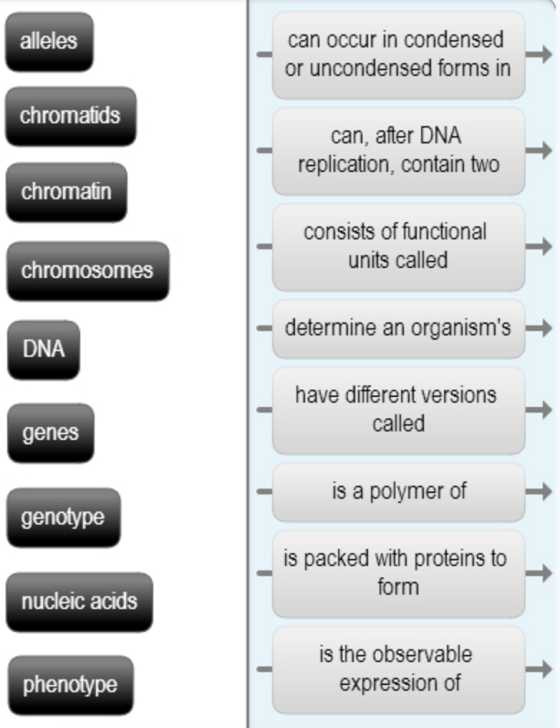 alleles chromatids chromatin chromosomes DNA genes genotype nucleic acids phenotype can occur in condensed or uncondensed forms in can, after DNA replication, contain two consists of functional units called determine an organisms have different versions called is a polymer of is packed with proteins to form is the observable expression of